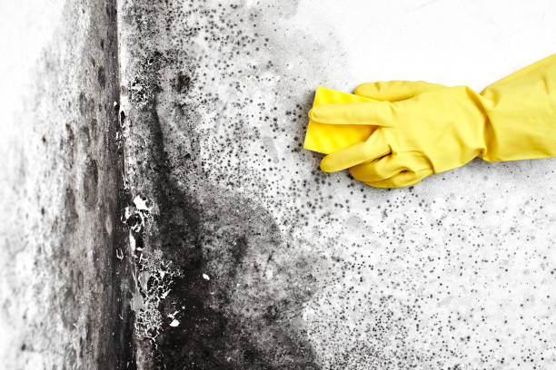 Best Crawl Space Mold Removal  in Woodville, AL
