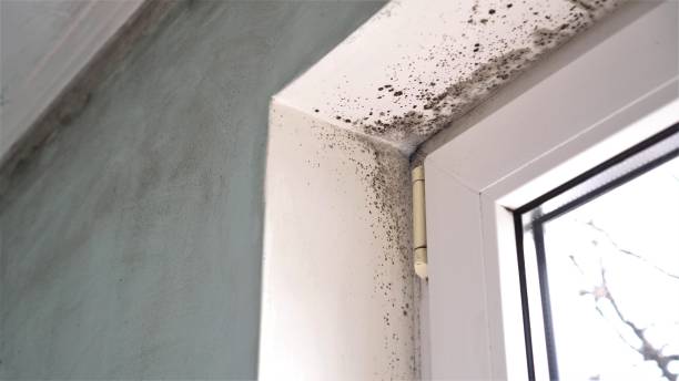Best Certified Mold Removal  in Woodville, AL