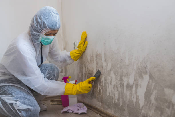 Best Office Mold Removal Services  in Woodville, AL