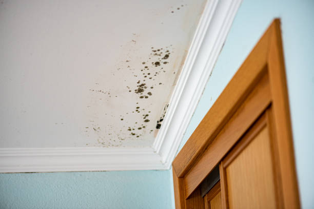 Best Professional Mold Removal  in Woodville, AL