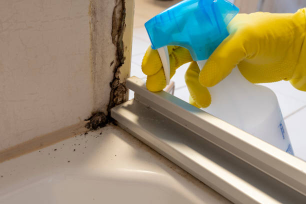 Best Crawl Space Mold Removal  in Woodville, AL