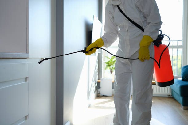 Best Home Mold Removal  in Woodville, AL