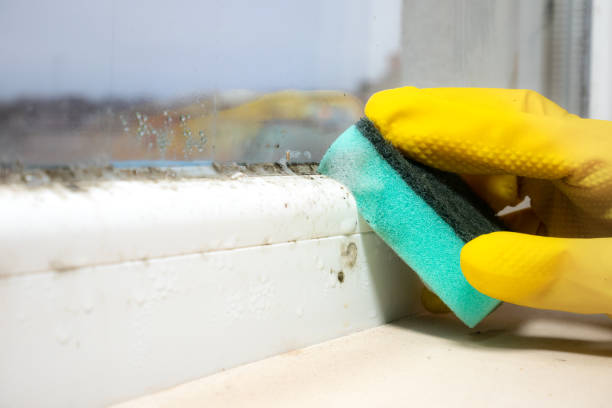 Best Mold Inspection  in Woodville, AL