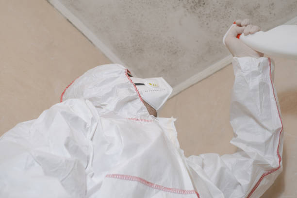 Best Mold Removal Specialists  in Woodville, AL