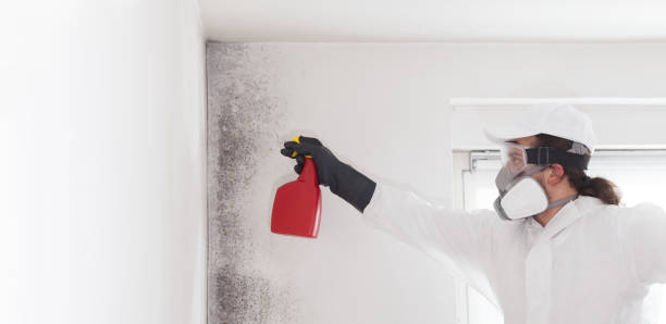 Best Mold Cleaning Services  in Woodville, AL