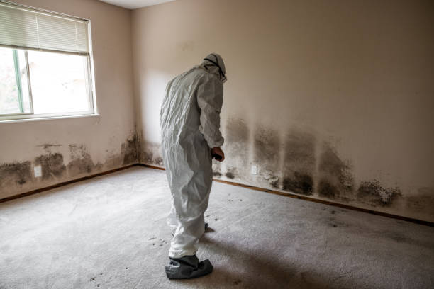 Best Mold Testing  in Woodville, AL