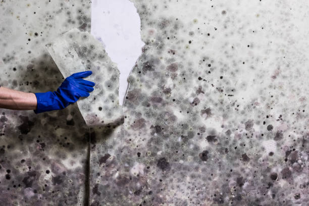 Best Same-Day Mold Removal  in Woodville, AL