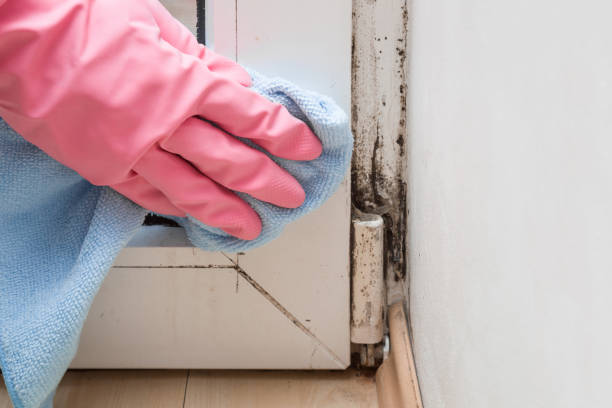 Best Mold Cleaning Services  in Woodville, AL