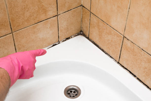 Best Best Mold Removal Companies  in Woodville, AL